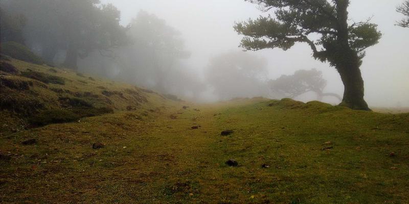 芳香指压31:融合按摩理疗与植物精油的健康养生艺术