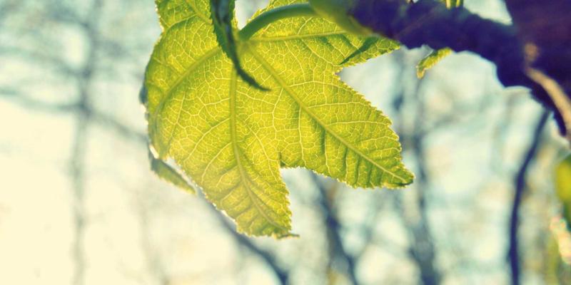 芳香指压36:融合精油与指压,开启深度压力缓解之旅