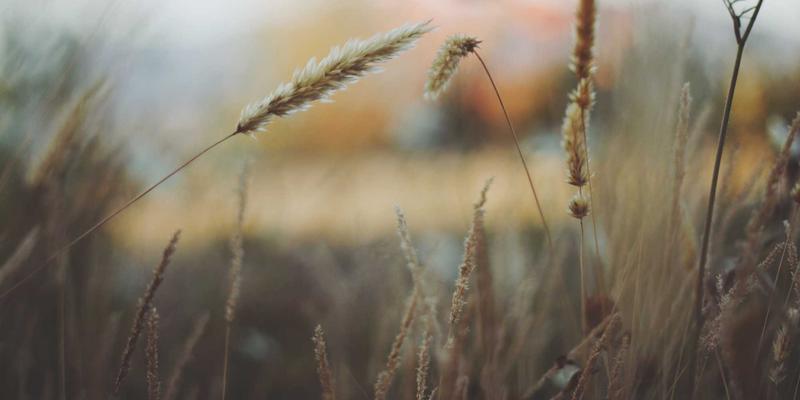 芳香指压深度评测：当古老指压疗法邂逅植物精粹，开启健康养生新维度