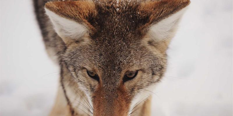 芳香指压疗法：慢性疲劳综合征的长期调理策略与身心放松养生指南