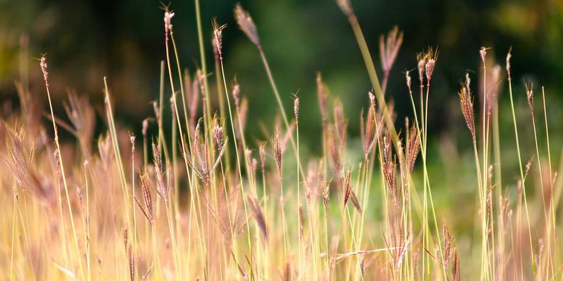 芳香指压结合冥想：提升正念与内在平静的完整实践指南