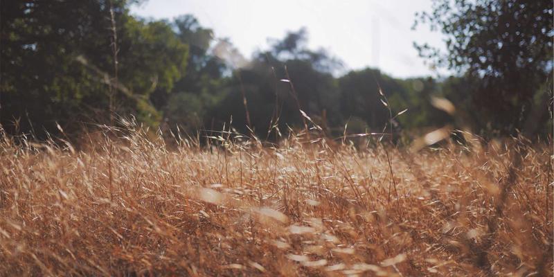 芳香指压：融合指压疗法与植物精粹的深度压力缓解之道
