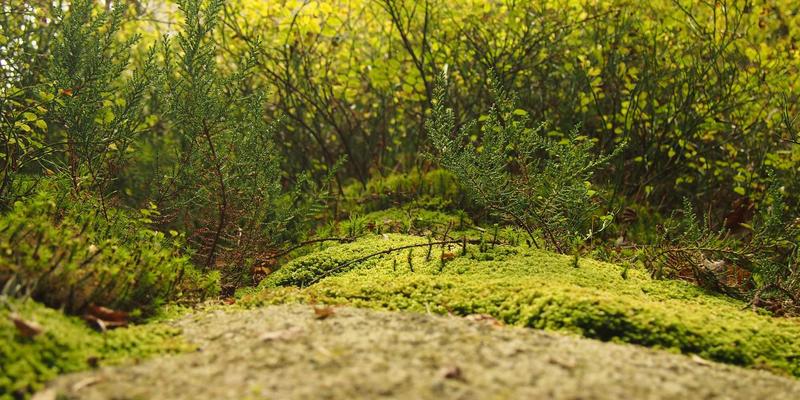 芳香指压调理儿童多动症：提升专注力的家庭辅助疗法与安全精油选择