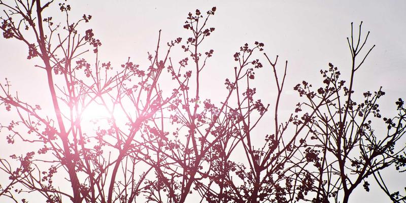 芳香指压辅助戒烟：结合穴位按摩与精油策略，有效抑制烟瘾与缓解压力